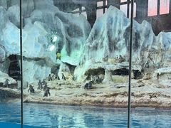 -帝企鹅自助餐厅•儿童岛•真企鹅(长隆企鹅酒店)