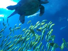 -太平洋海底世界