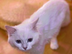 -猫にゃん · 猫的隐藏屋猫咖(麦地旗舰店)