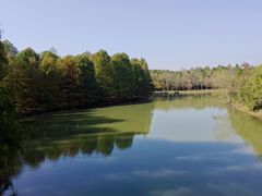 -上海海湾国家森林公园