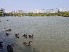 -五缘湾湿地公园