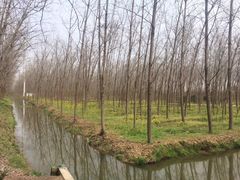 -合肥滨湖国家森林公园