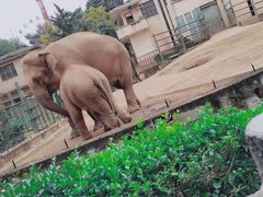 -昆明动物园