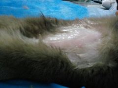 -纳吉亚猫专科动物诊疗中心(蒋宅口分院)