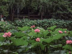 -陈家山荷花公园