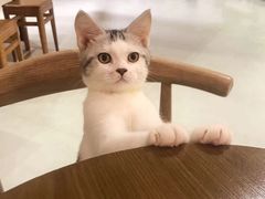 -Heymao猫咖.咖啡厅(东门店)