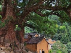 -杨家堂村