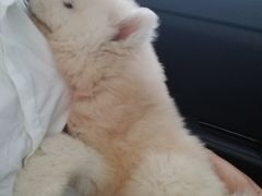 -芭比堂动物医院·犬猫全科·异宠专科(雁塔分院)
