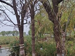 -绿堤公园