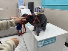 -安安宠医宠物医院·异宠·犬猫内科(岳阳分院)
