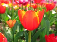 -大宁郁金香公园-停车场