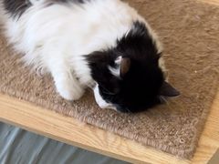 -平行世界·猫咖(首经贸店)