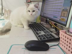 -萌兽医馆·宠物医院·猫骨科(创景店)