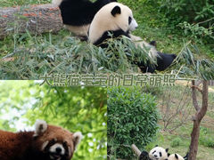 -成都大熊猫繁育研究基地