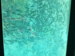 -东姑阿都拉曼海洋公园