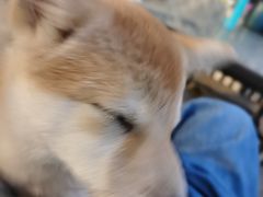 -柴犬高等学院·狗咖·柴犬售卖·宠物训练