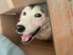 -猫十亿·布偶金渐层·曼基康矮脚猫舍(青年路店)
