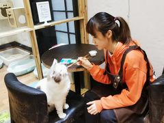 -猫色咖啡·猫咖