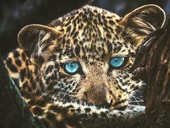 -罗红摄影艺术馆