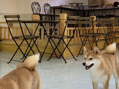 -柴源莊·柴小宠柴犬咖啡