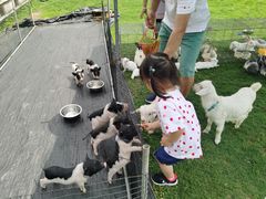 -前小桔亲子创意农场·草莓采摘·露营烧烤