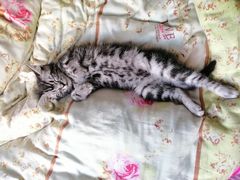 -喵zoo家庭繁育猫舍(尖东智能花园店)