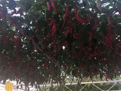 景点-兰陵国家农业公园