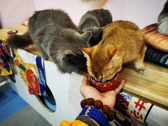 -囡的喵喵酱·萌宠生活馆·宠物洗护美容(胶州路店)