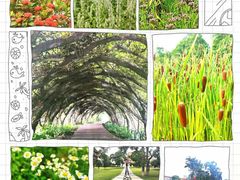-广西壮族自治区药用植物园