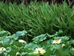 -陈家山荷花公园