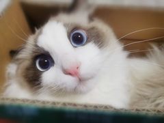 -艾吉宠物医院·疑难杂症转诊中心·猫友好(碧江路院)
