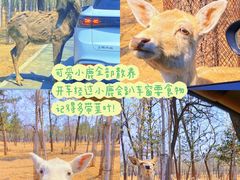 -秦皇岛野生动物园