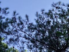 -铁山坪森林公园