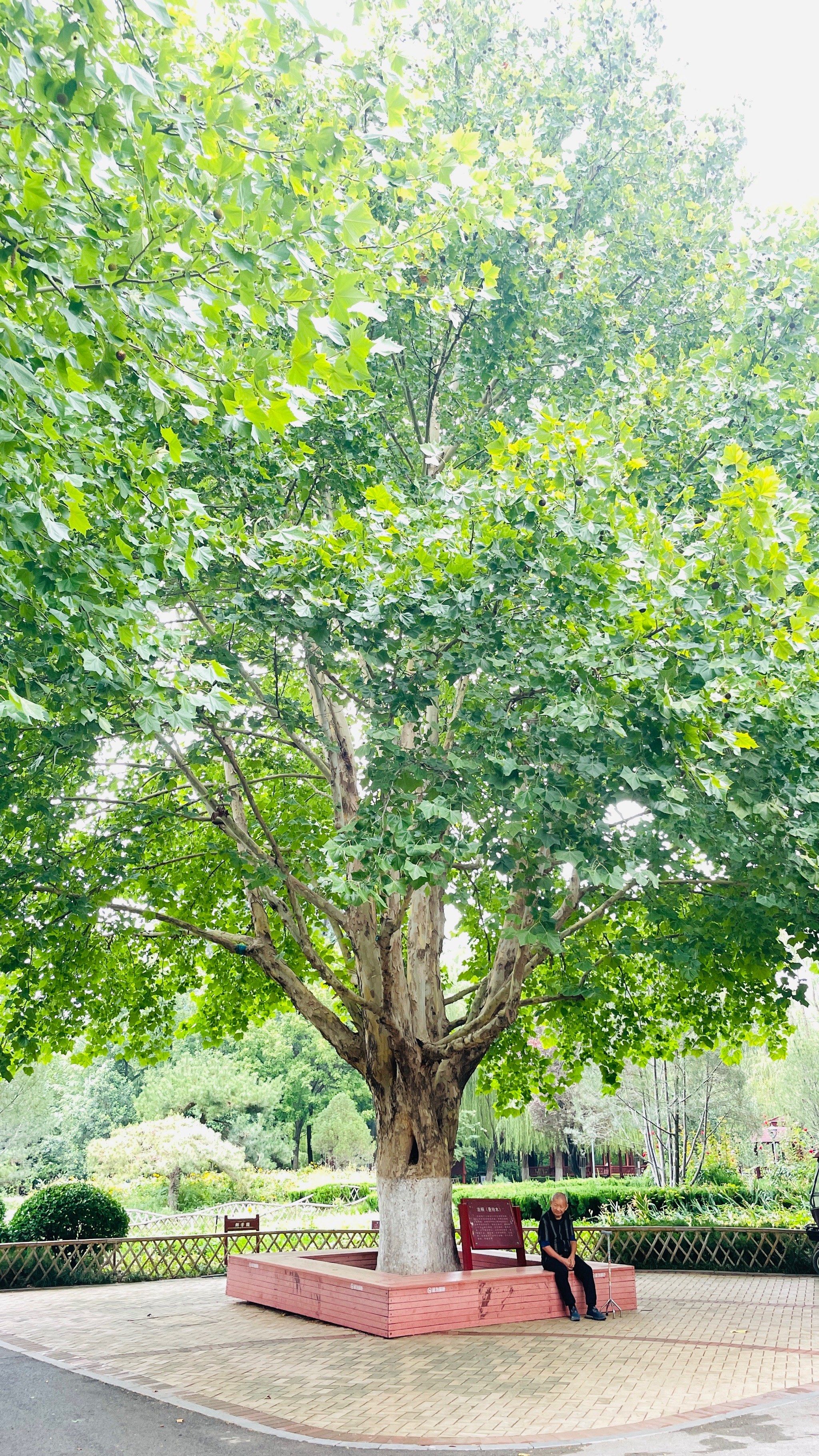 苗圃公园,让人放松身心,亲近自然的好去处!