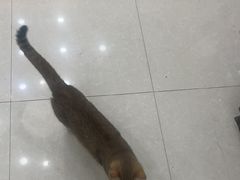 -瑞鹏宠物医院·夜间急症·心超·猫科(祖庙分店)