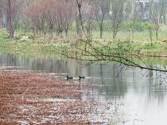-昆山城市生态森林公园