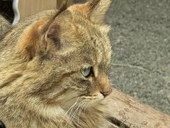 -青藏高原野生动物园