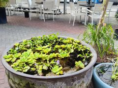 -813芭依珊 BAESAn(皇冠十畝地店)