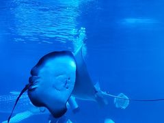 -烟台海昌鲸鲨海洋公园