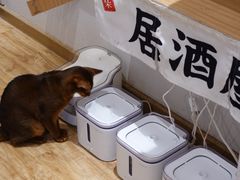 -猫小主咖啡·猫咖cat cafe(福田店)