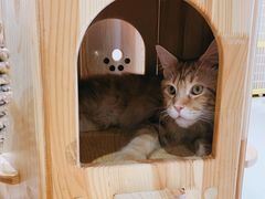 -藏猫猫咖啡主题馆(中央大道店)