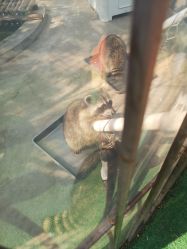 -萌宠亲子动物乐园(槐房万达店)