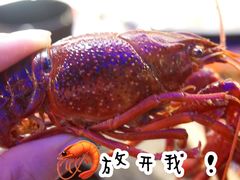 经典冰镇龙虾-红钳侠小龙虾·烧烤(中赢康康谷店)