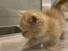 -飞行喵MR PILOT|猫舍·猫咖(静安大融城店)
