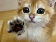 -青奢宠物·青奢猫舍