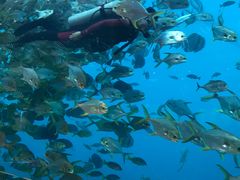 -瑞德姆美人鱼海底演艺主题餐厅(亚龙湾店)
