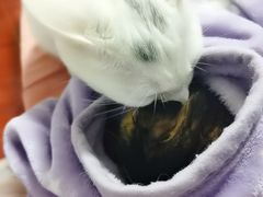 -佳雯宠物医院(金华南路分院)