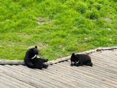 -黑瞎子岛探秘野熊园