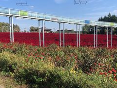 -北纬44度·金珠花海休闲农业旅游景区