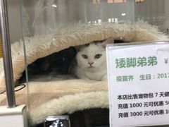 -1013 PET SHOP 宠物商店(近铁城市广场店)
